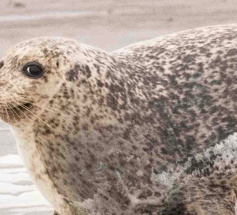 Amsterdam: Seal Safari at Waddensea UNESCO Site