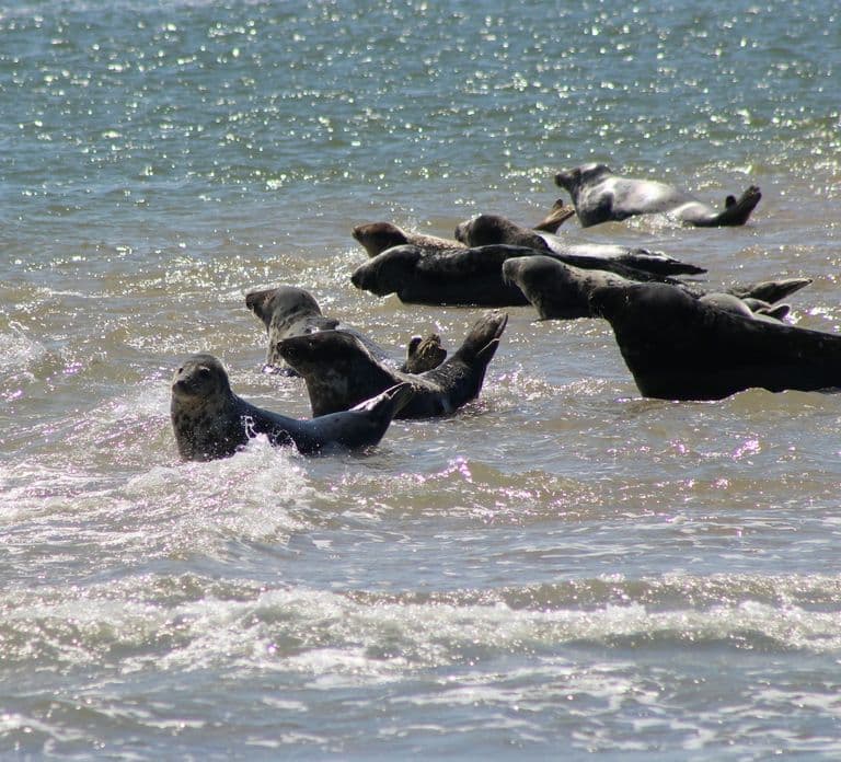 Amsterdam: Seal Safari at Waddensea UNESCO Site