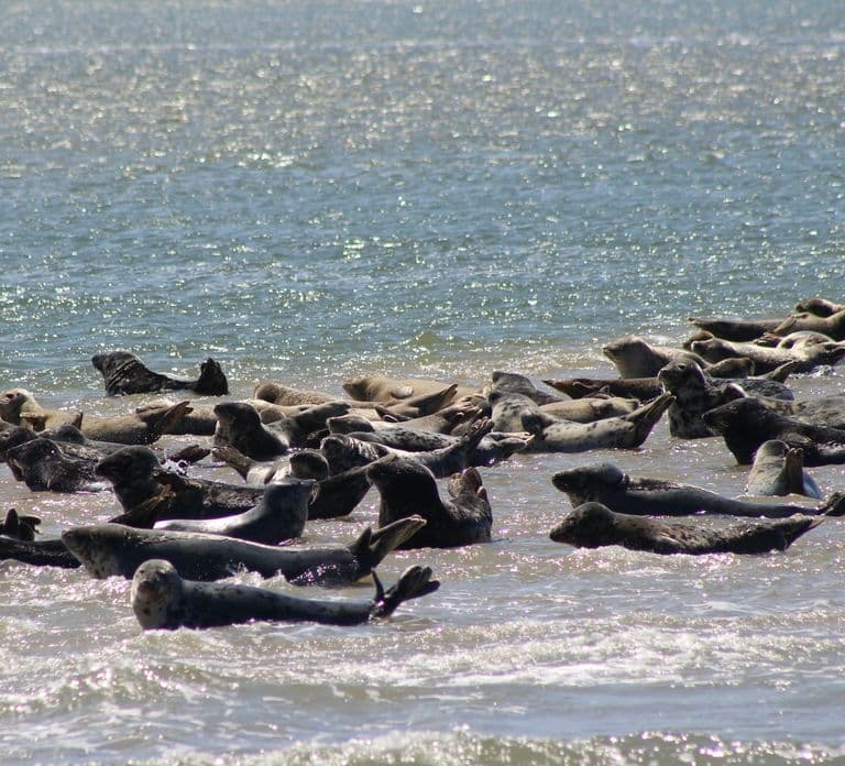 Amsterdam: Seal Safari at Waddensea UNESCO Site
