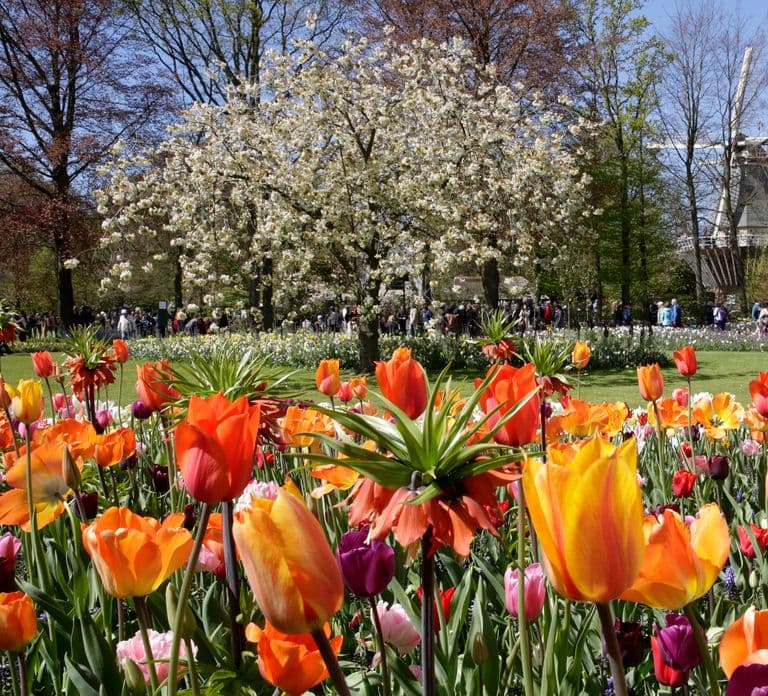 Amsterdam: Tour naar Keukenhof met Molencruise