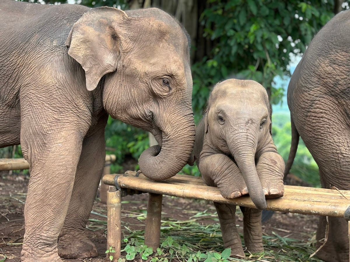 Pon Elephant Thailand