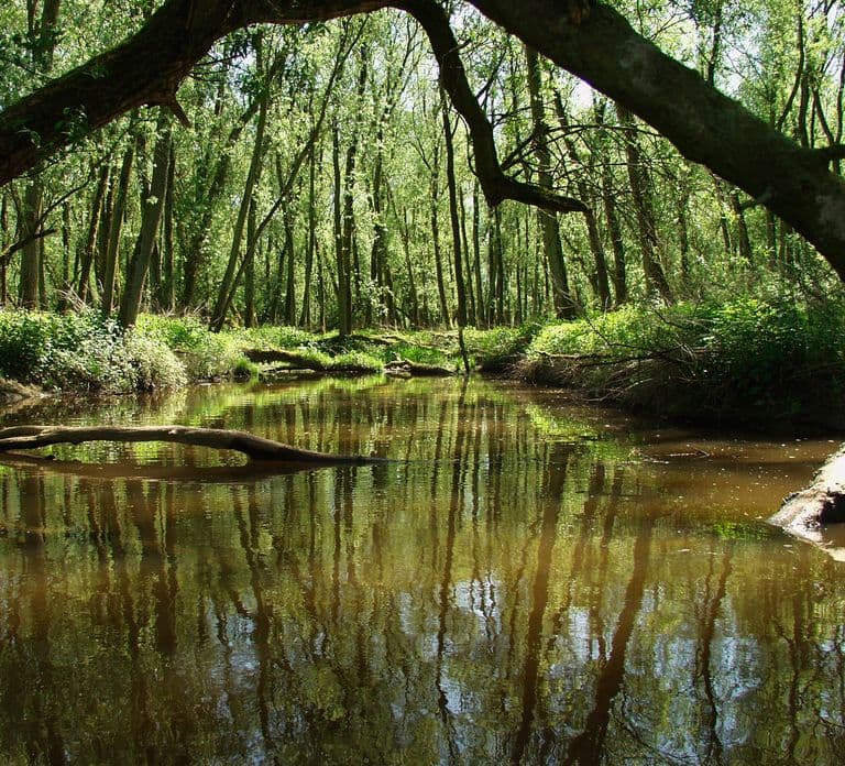 Biesbosch: Boottocht door het Nationaal Park