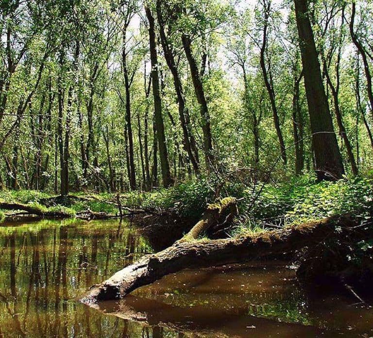 Biesbosch: Boottocht door het Nationaal Park