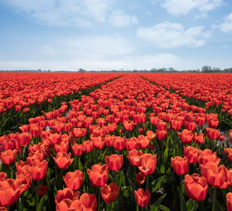 Desde Ámsterdam: Tour por los campos de tulipanes de Holanda