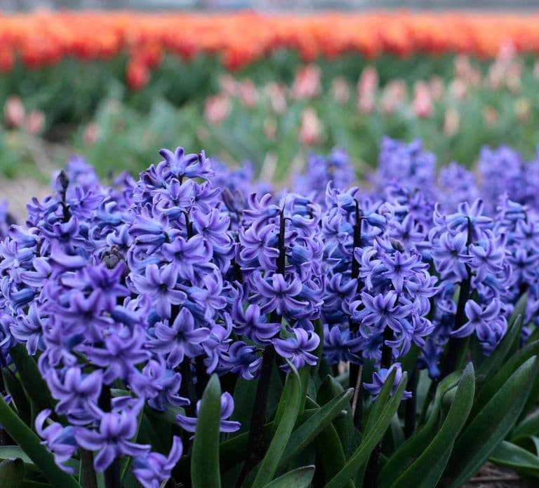 Ab Amsterdam: Tour zu den Tulpenfeldern Hollands