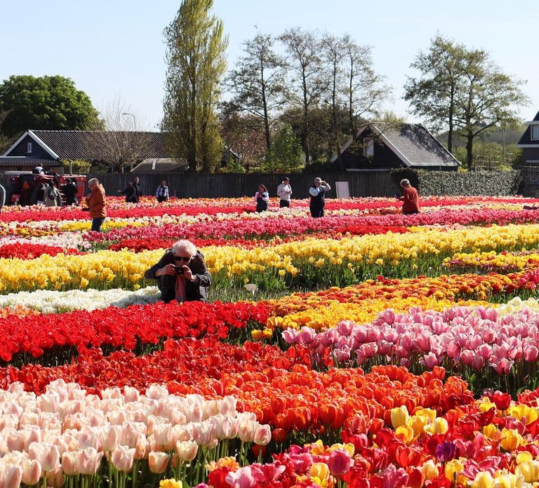 Depuis Amsterdam : Visite des jardins de Keukenhof et de la Tulip Experience