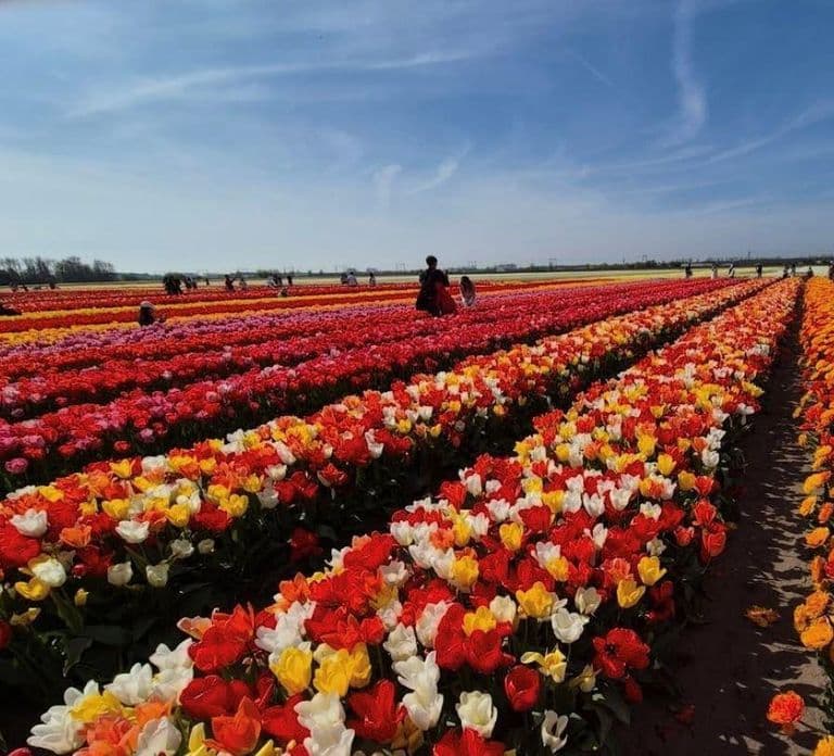 From Amsterdam: Tulip Field Experience – The Tulip Barn