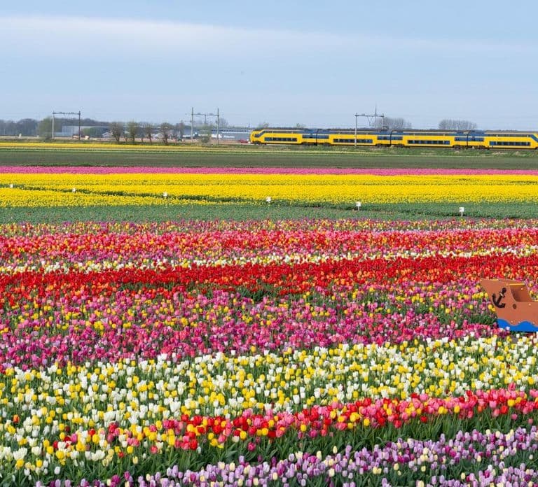 Ab Amsterdam: Tulpenfeld-Erlebnis – The Tulip Barn