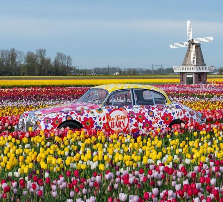 Ab Amsterdam: Tulpenfeld-Erlebnis – The Tulip Barn