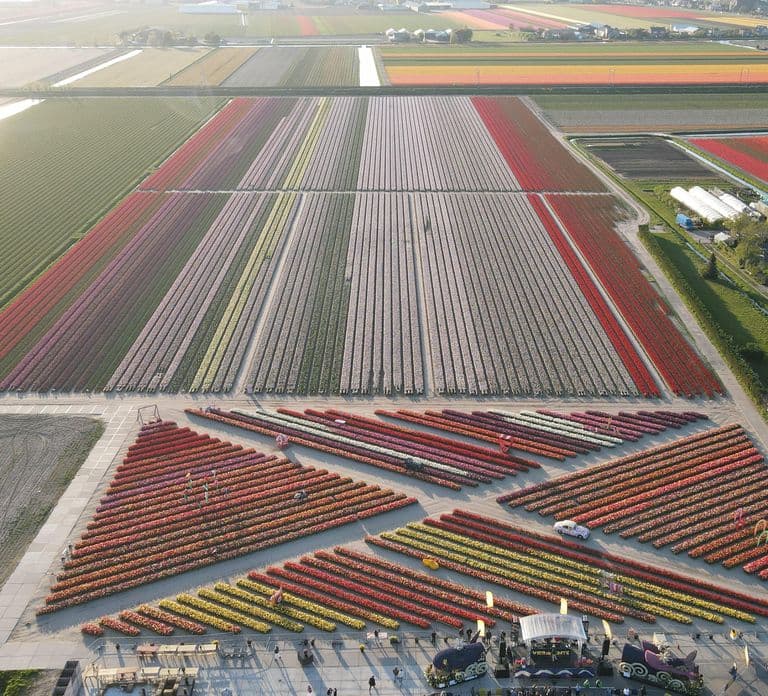 Ab Amsterdam: Tulpenfeld-Erlebnis – The Tulip Barn