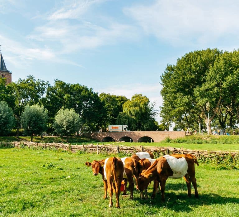 From Amsterdam: Zaanse Schans, Edam, & Marken Full-Day Trip