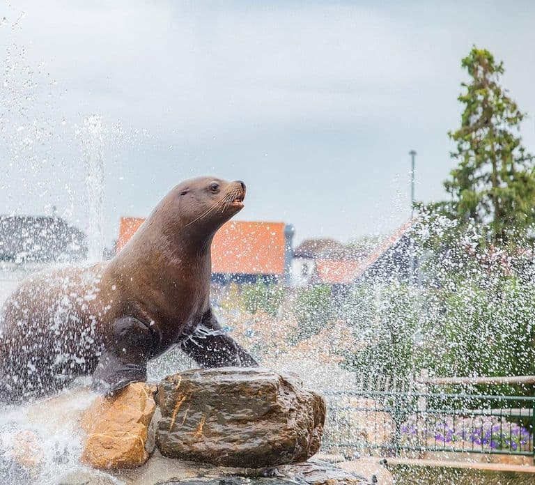 Harderwijk: Biglietto d'ingresso al Dolfinarium