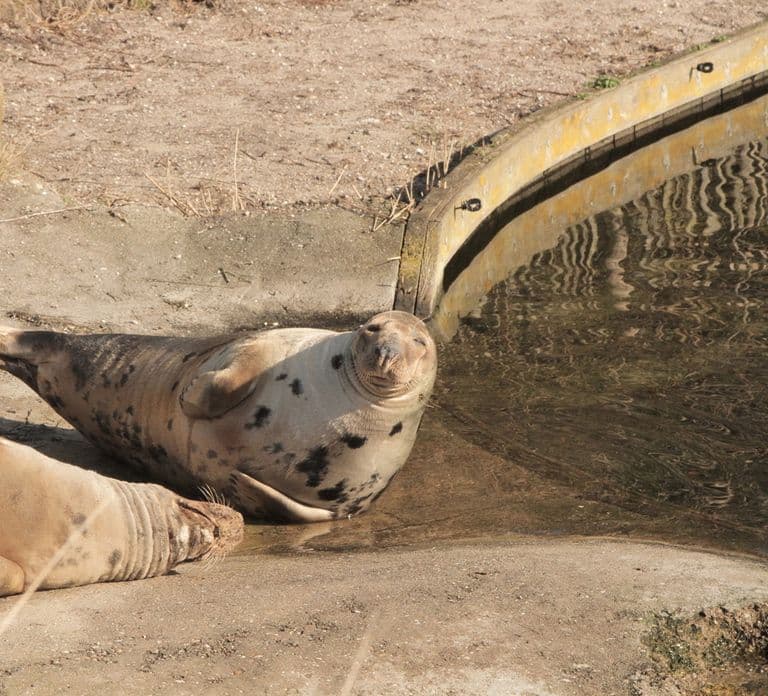 Harderwijk: Biglietto d'ingresso al Dolfinarium