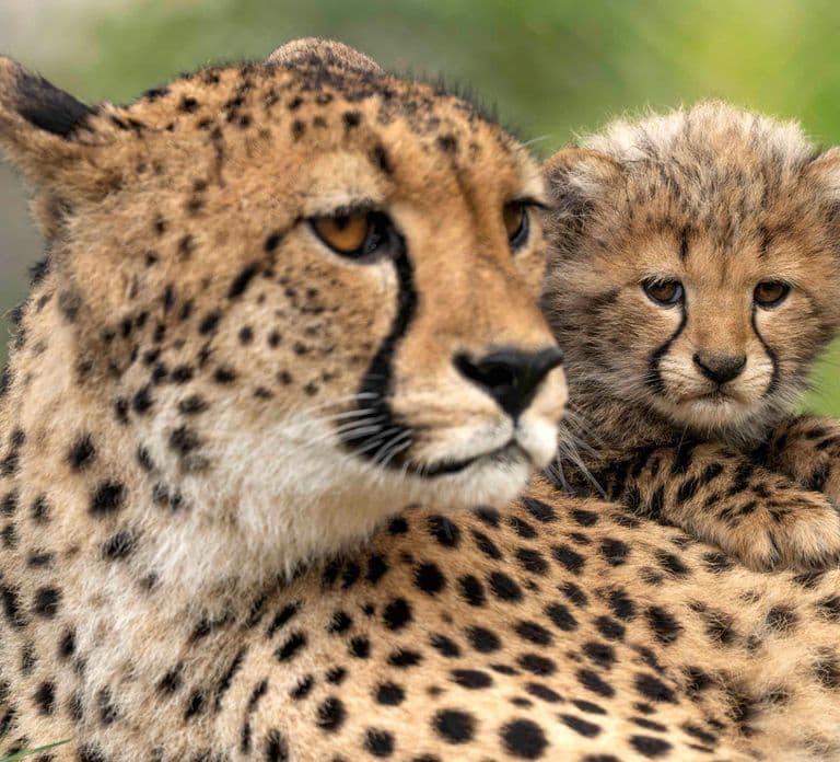 Hilvarenbeek: Bilet wstępu do Safaripark Beekse Bergen