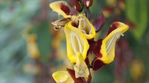 Hortus Botanicus Leiden: Skip-the-line ticket voor volwassenen