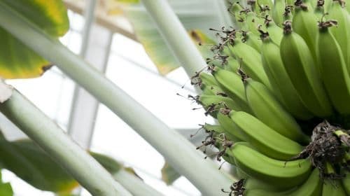 Hortus Botanicus Leiden: Skip-the-line ticket voor volwassenen