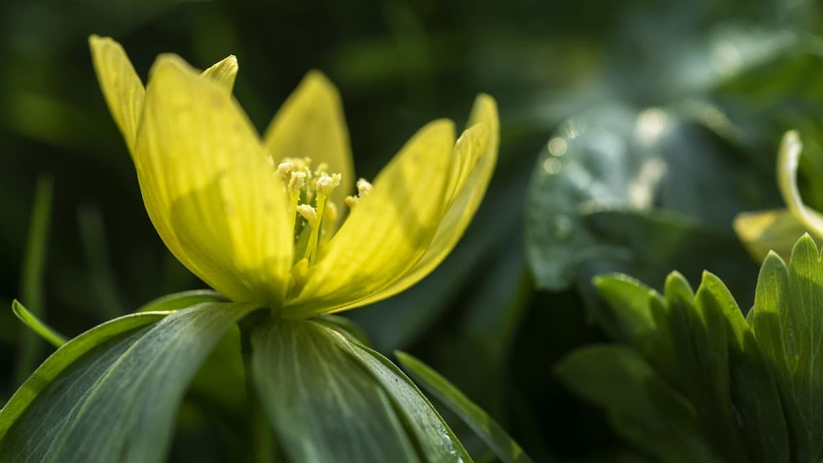 Hortus Botanicus Leiden: Skip The Line Ticket Child