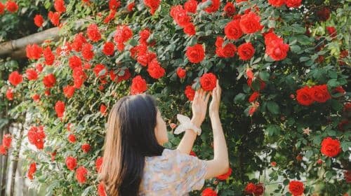 Leiden Trip Moments nos Países Baixos [Motorista-guia mais fotografia de viagem + microfilme de fotografia aérea de casamento + maquiagem e figurinos + personalização de itinerário + tamanho de grupo ilimitado]