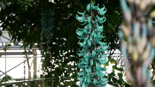 Leiden: Hortus botanicus Leiden Entry Ticket Day Tours