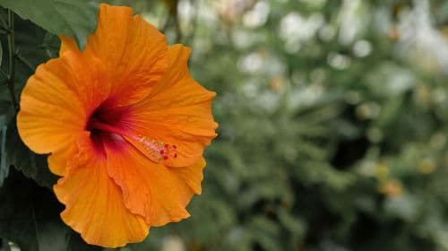 Leiden: Hortus botanicus Leiden Entry Ticket Day Tours