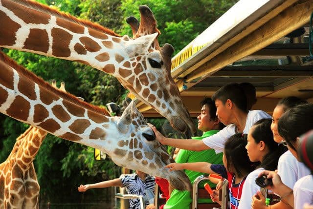 Safari World Bangkok Include Private Transfer (Get Special Privileges at MBK Center)