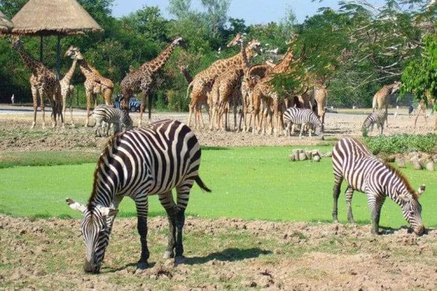 Safari World Bangkok Thai Resident