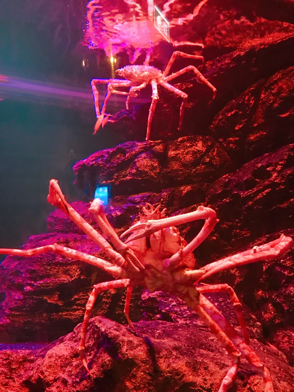 SeaLife Bangkok (Group Rate)