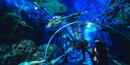SeaLife Bangkok (Tarifa de Grupo)