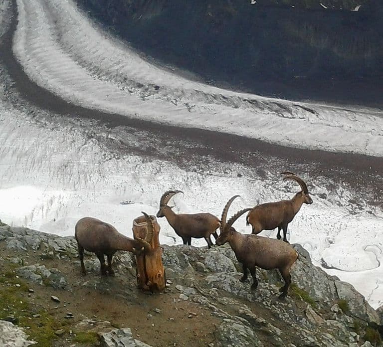 Zermatt & Mt. Gornergrat Small Group Day Trip from Zürich