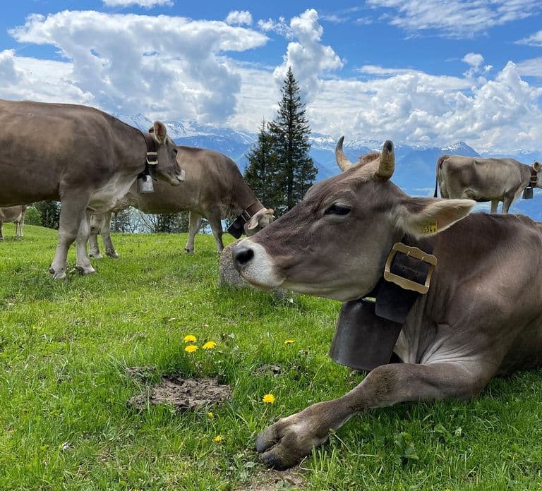 Depuis Lucerne : excursion d'une journée au mont Rigi avec croisière et téléphérique
