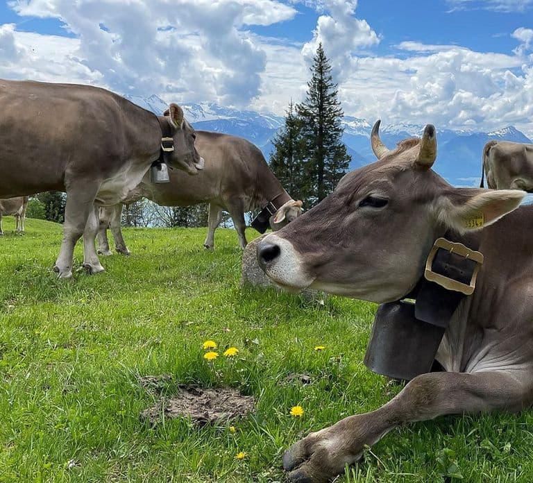 From Zürich: Day Trip to Rigi and Lake Lucerne