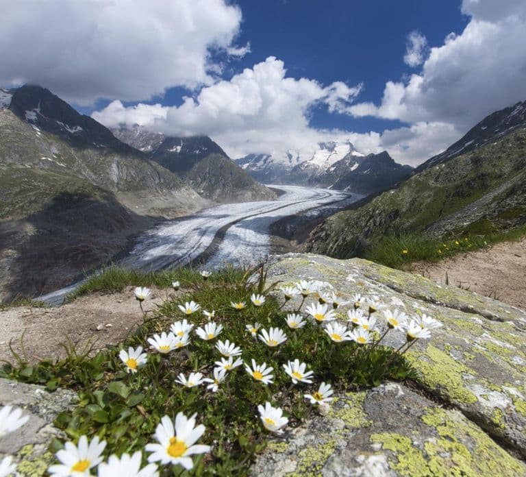 From Zurich: Jungfraujoch Guided Day Tour with Cogway Train
