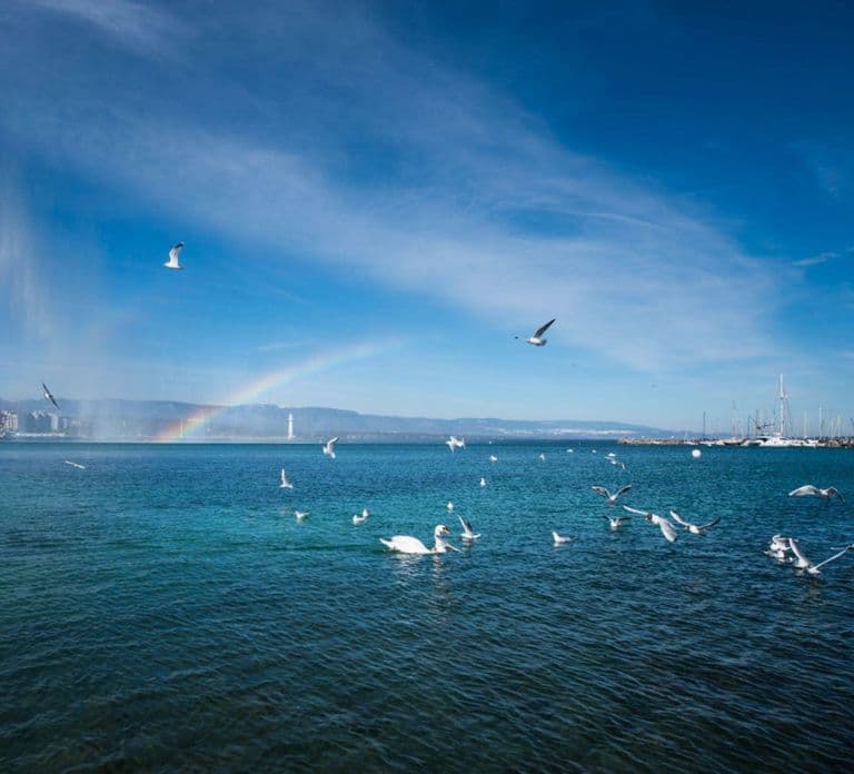 Geneva Walk & Cruise:The secrets of the Jet D'eau & apéritif