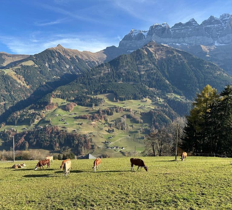 Swiss Cheese Tasting Experience | Basel