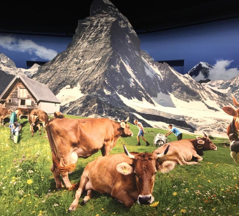 Swiss Chocolate Safari