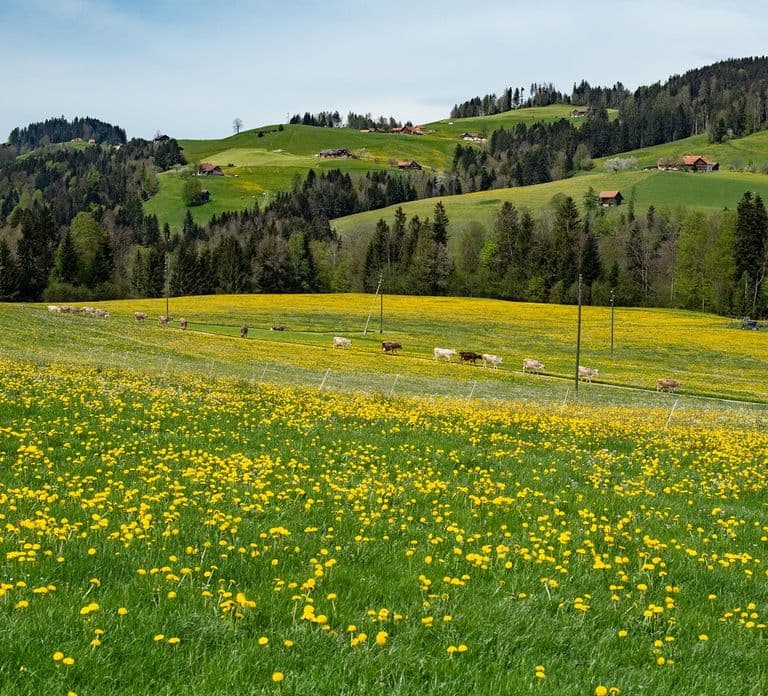 Zürich: Excursión de un día a Appenzell con degustaciones de queso y chocolate
