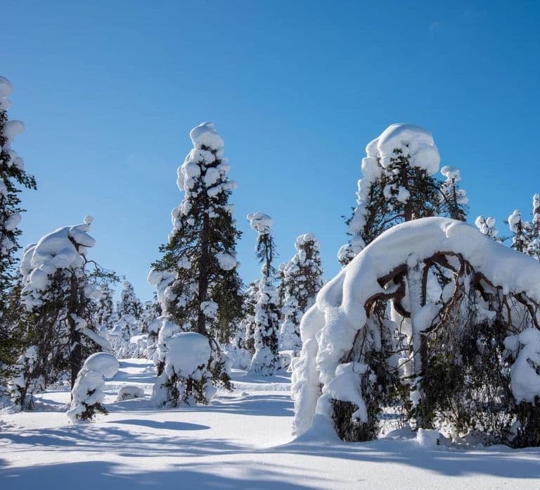 Pyhä: Tour sugli sci nelle foreste artiche