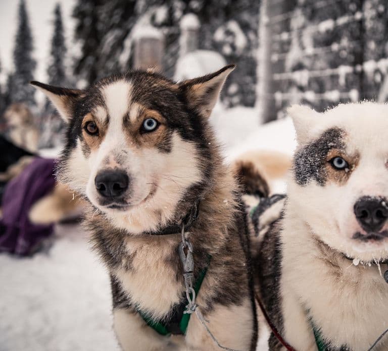 Ruka: Reindeer Ride and Husky Safari with Snacks