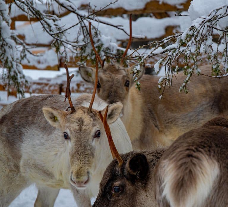 Ruka: Reindeer Ride and Husky Safari with Snacks
