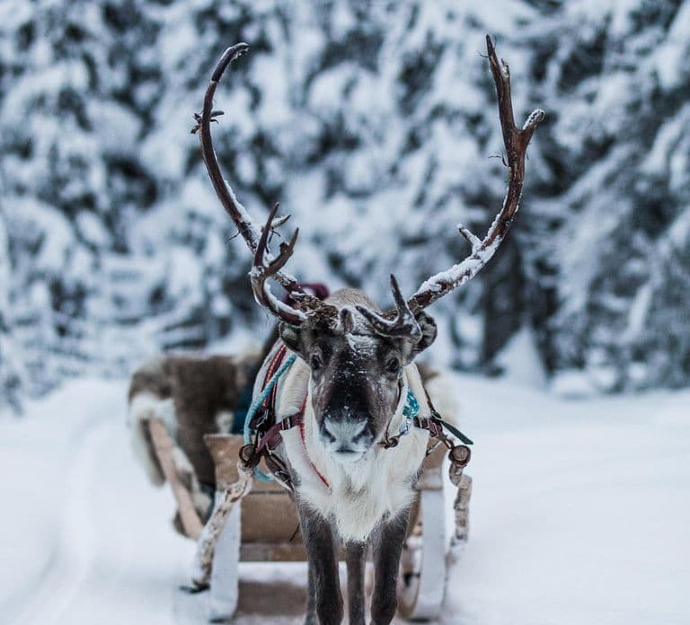 Ruka: Reindeer Ride with Feeding