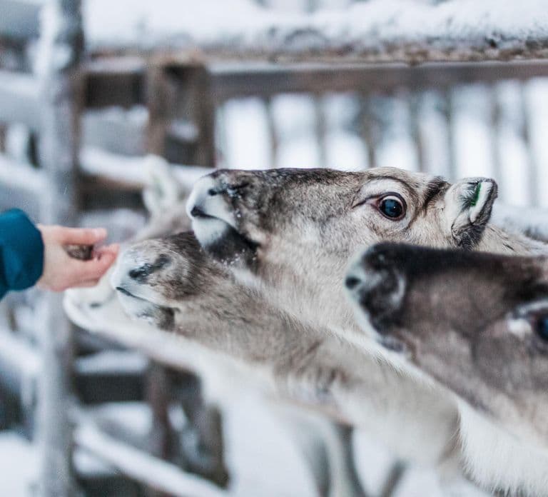 Ruka: Reindeer Ride with Feeding