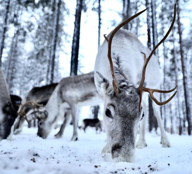 Authentic Reindeer Experience with Private Transportation