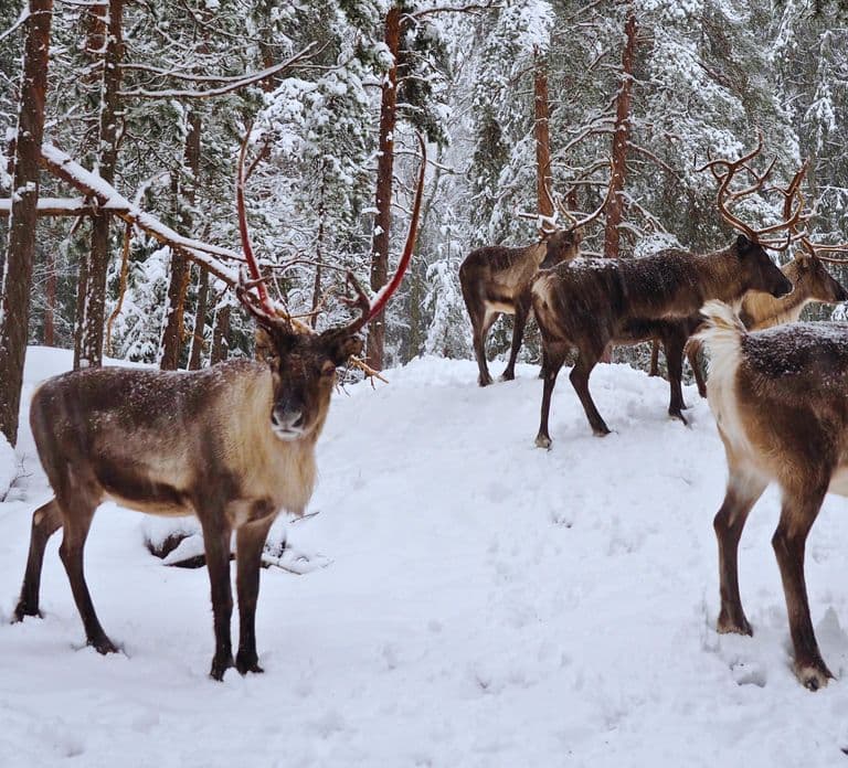 Authentic Reindeer Experience with Private Transportation