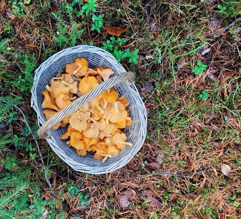 Vanuit Helsinki: Magische Taiga-wandeling in Nationaal Park Liesjärvi