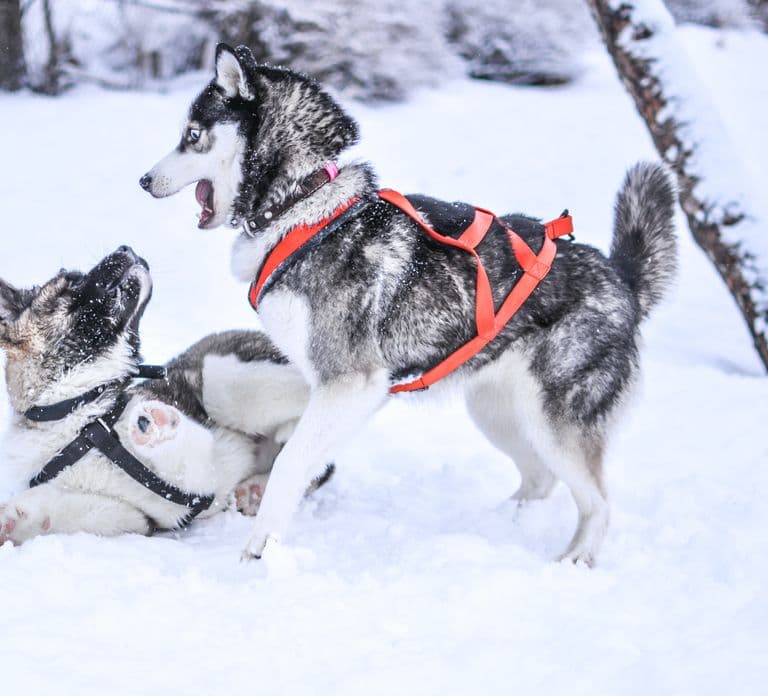 Ab Rovaniemi: 5 km Husky-Schlittenfahrt als Passagier