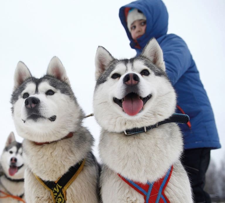 Ab Rovaniemi: 5 km Husky-Schlittenfahrt als Passagier