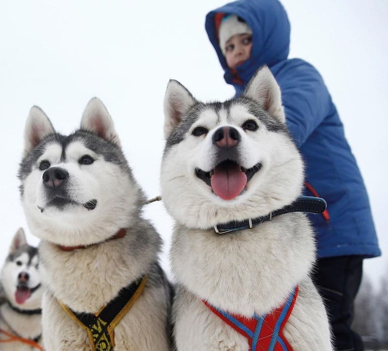 From Rovaniemi: Self-Driven 10km Husky Sled Ride
