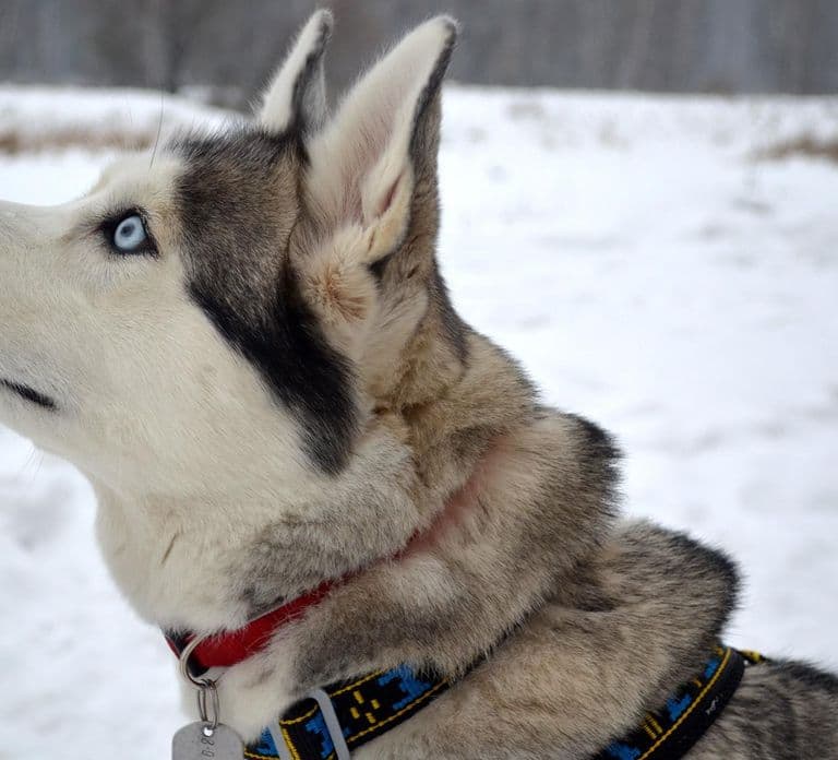 Desde Rovaniemi: Paseo en trineo de huskies de 15 km autoguiado