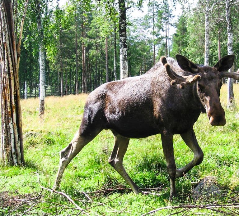 Desde Rovaniemi: Visita el parque de vida silvestre en Ranua
