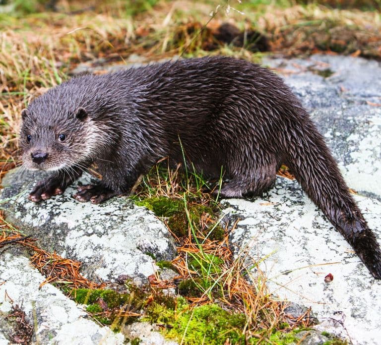 Desde Rovaniemi: Visita el parque de vida silvestre en Ranua